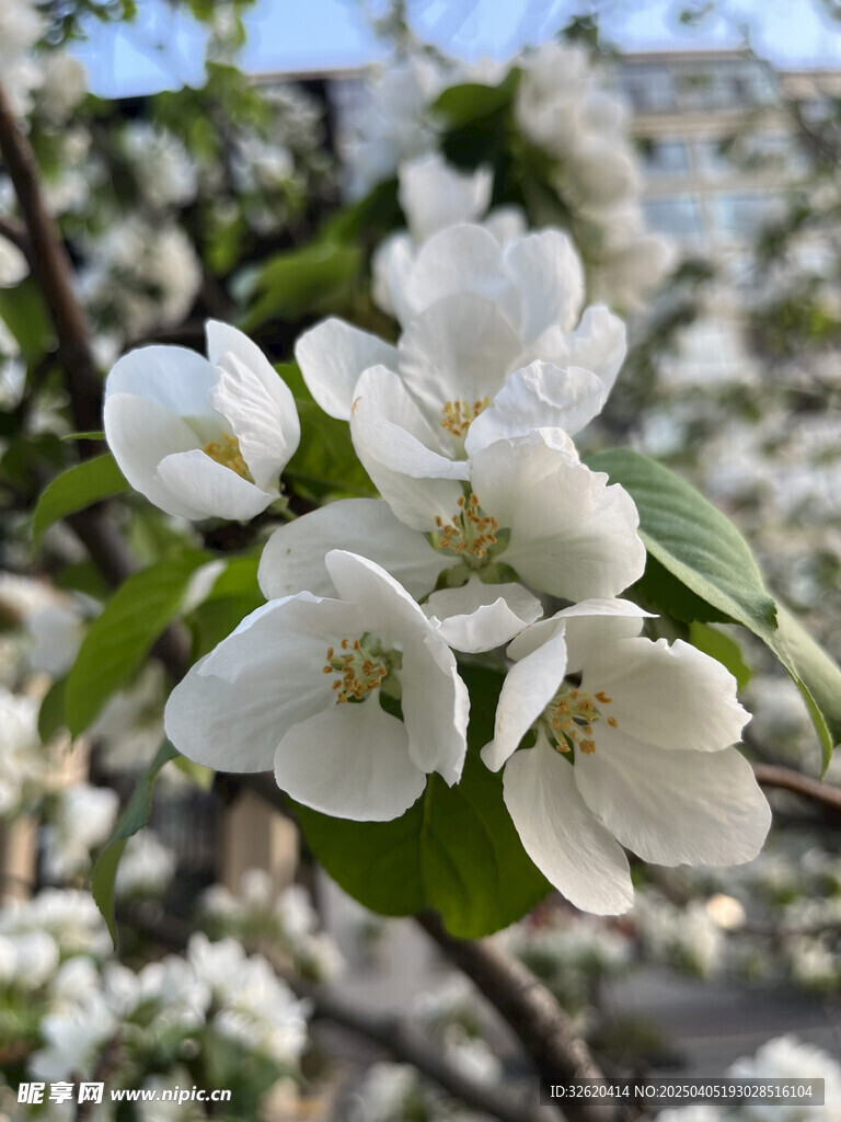 海棠花