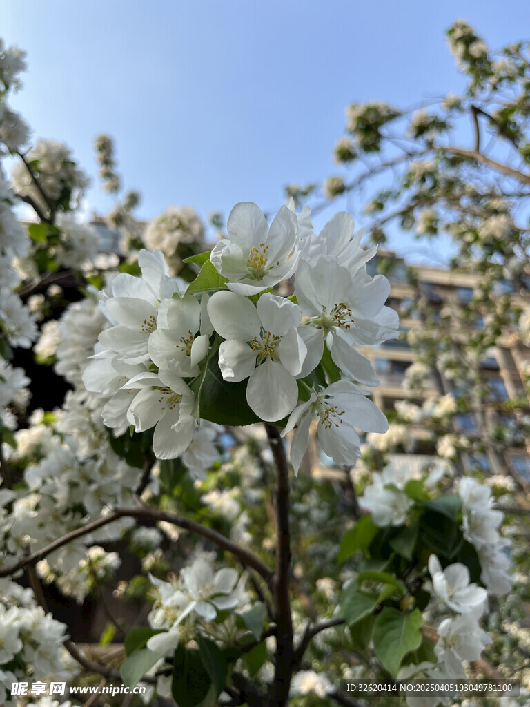 海棠花