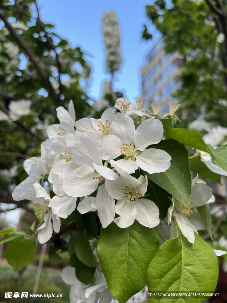 海棠花
