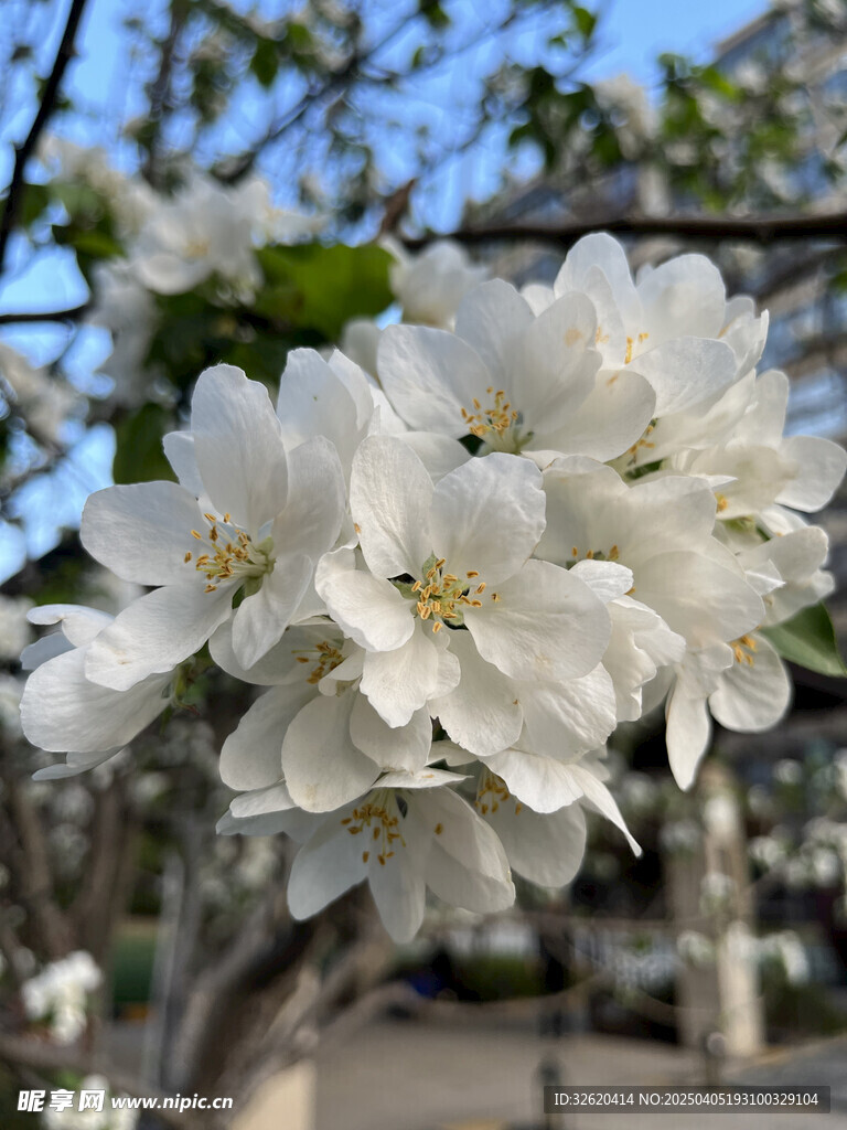 海棠花