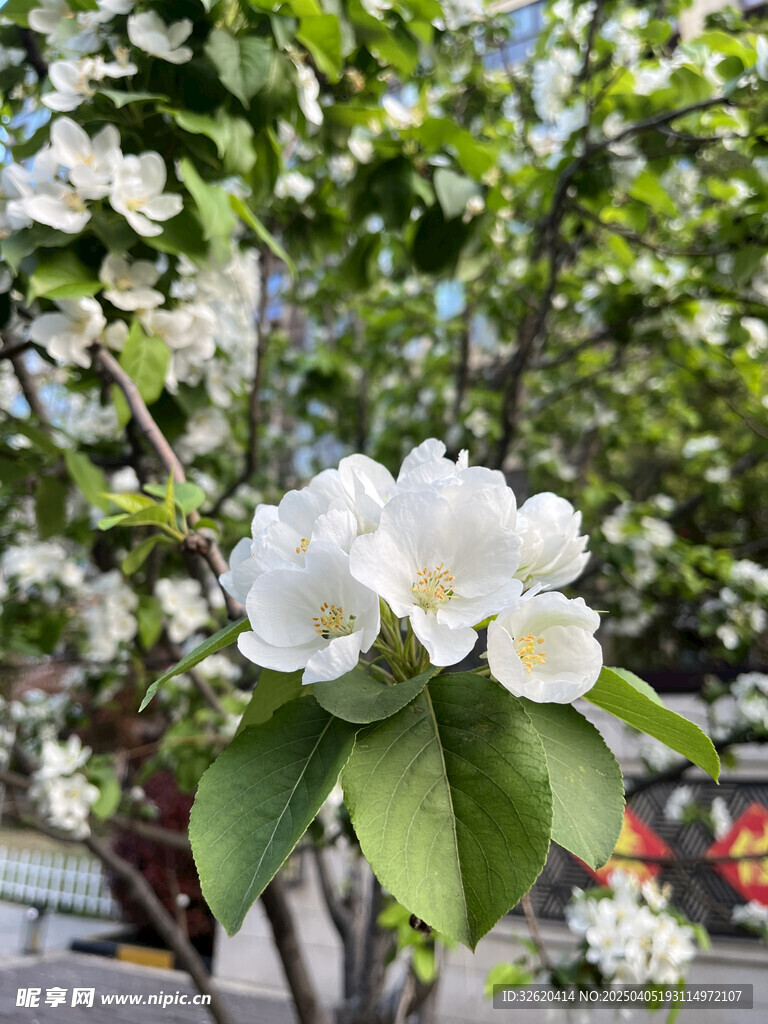 海棠花