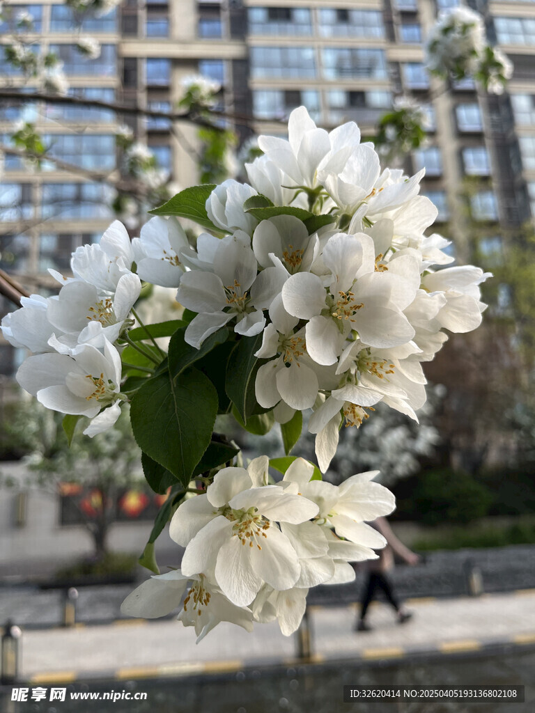 海棠花