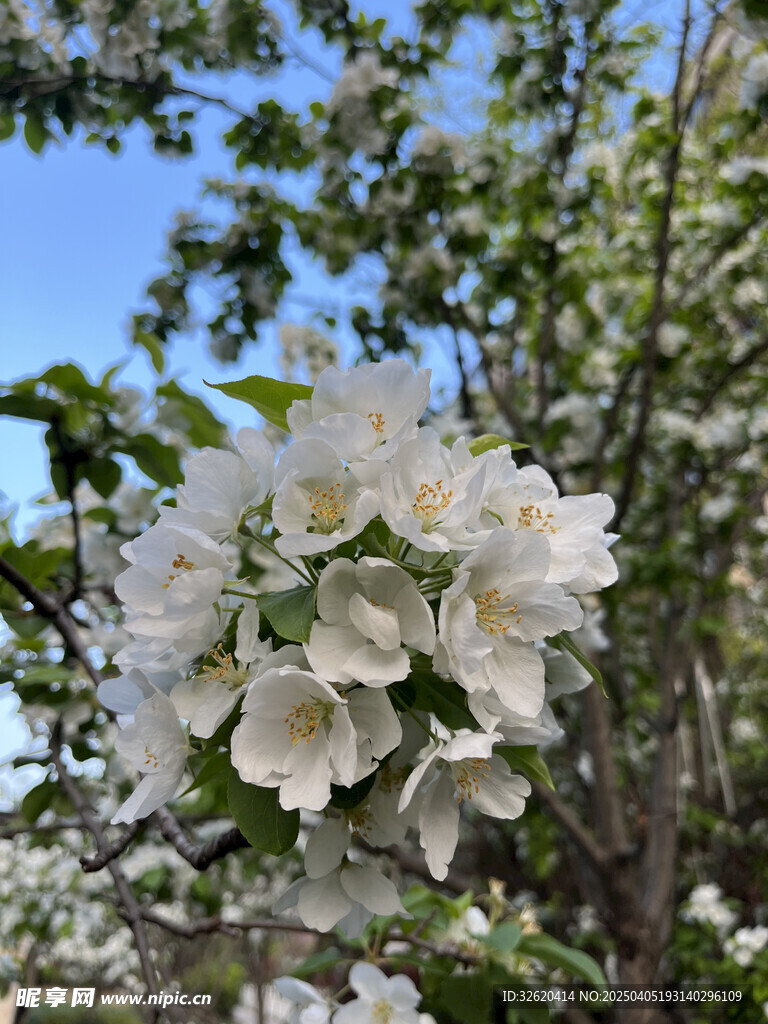 海棠花