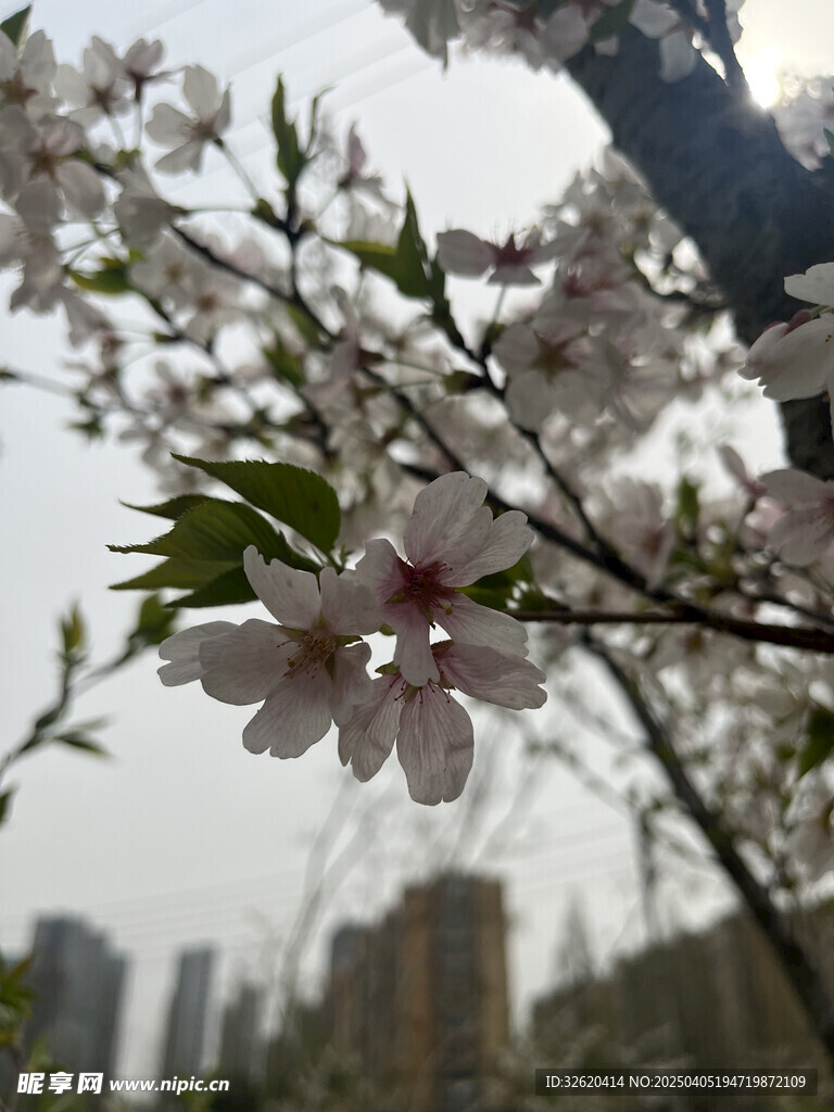 东京樱花