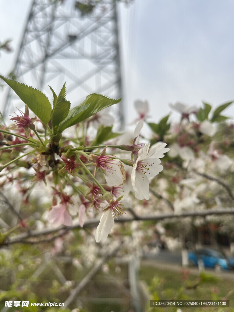 东京樱花