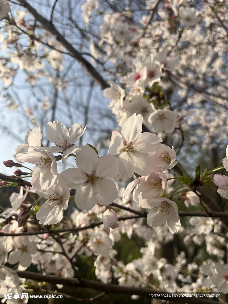 东京樱花