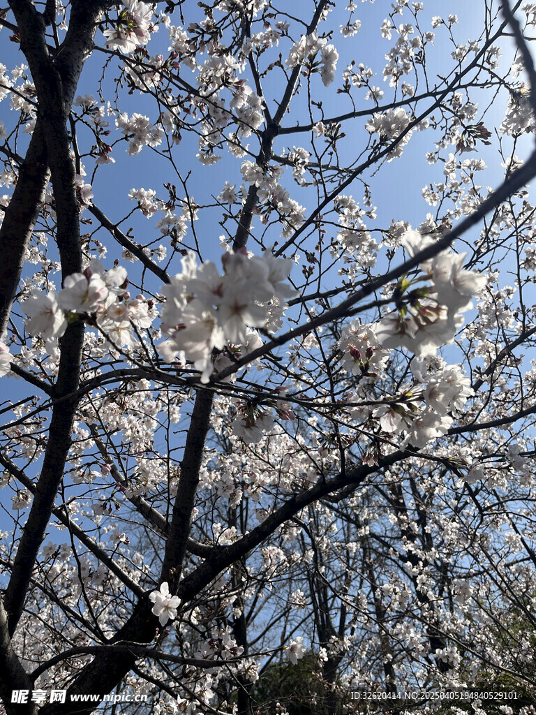 东京樱花