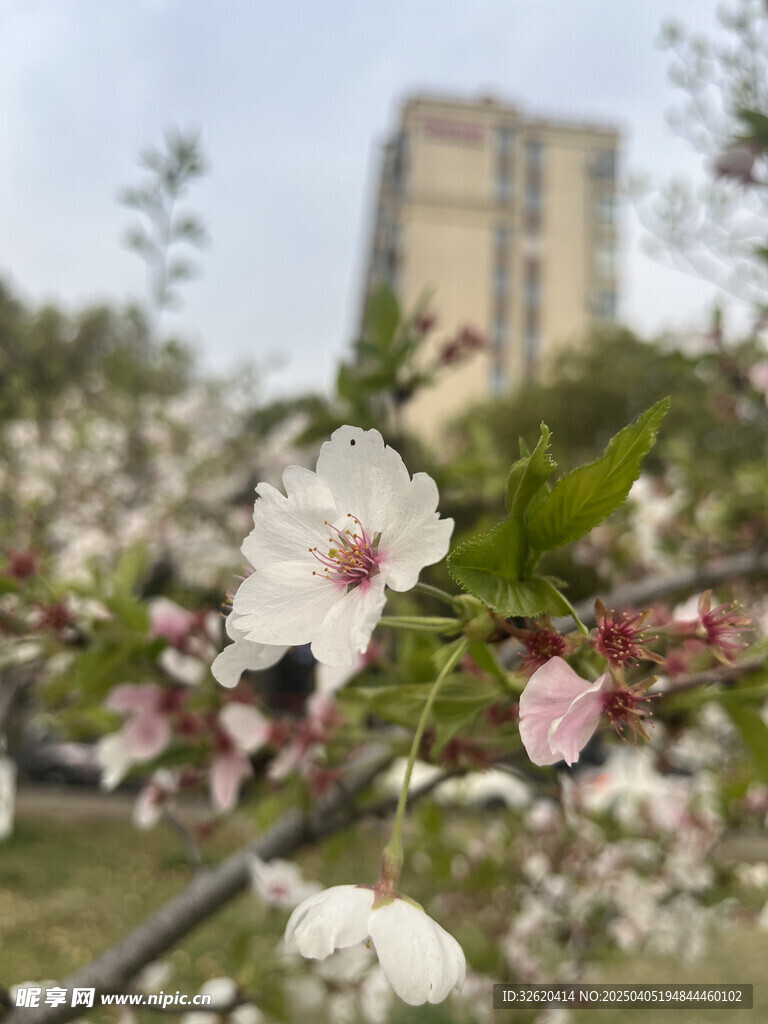 东京樱花