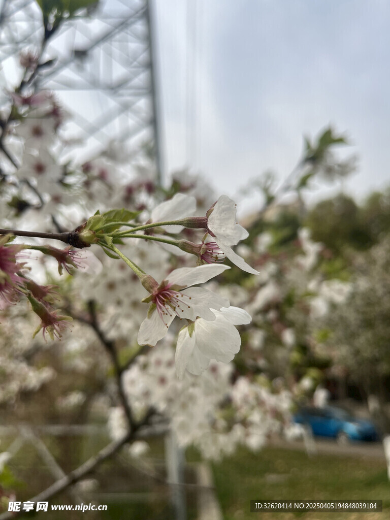 东京樱花