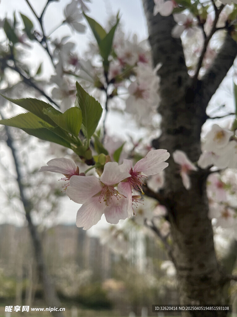 东京樱花