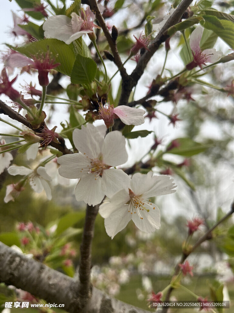 东京樱花