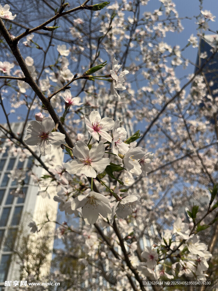 东京樱花