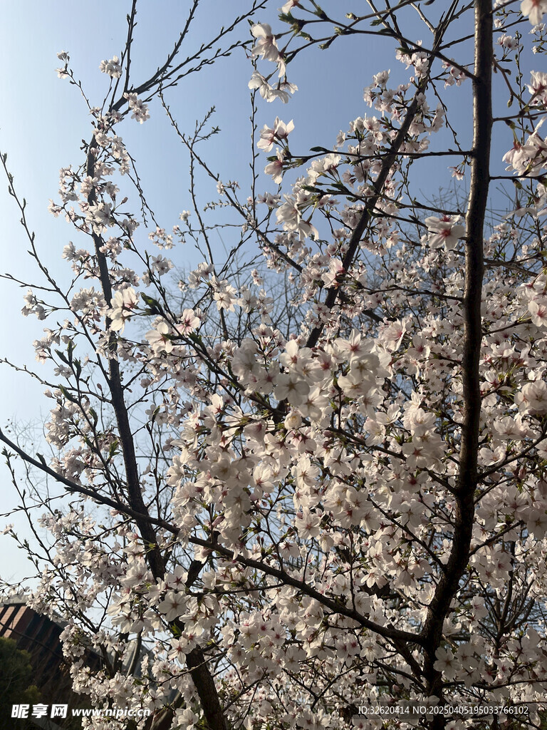 东京樱花