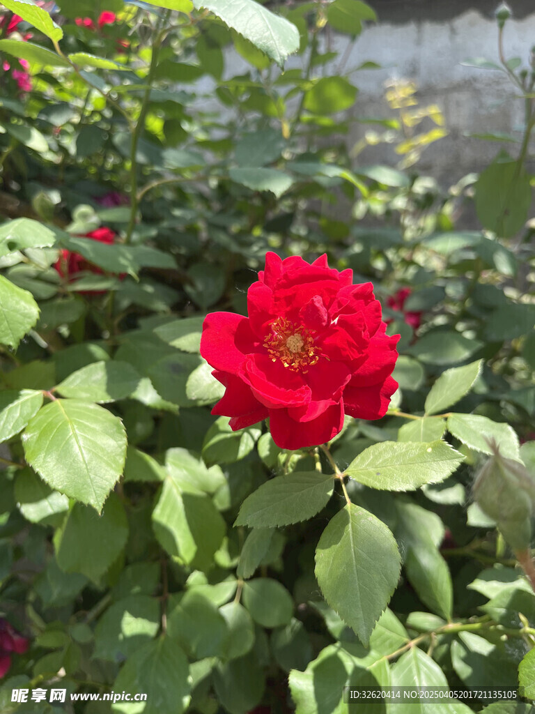 月季花