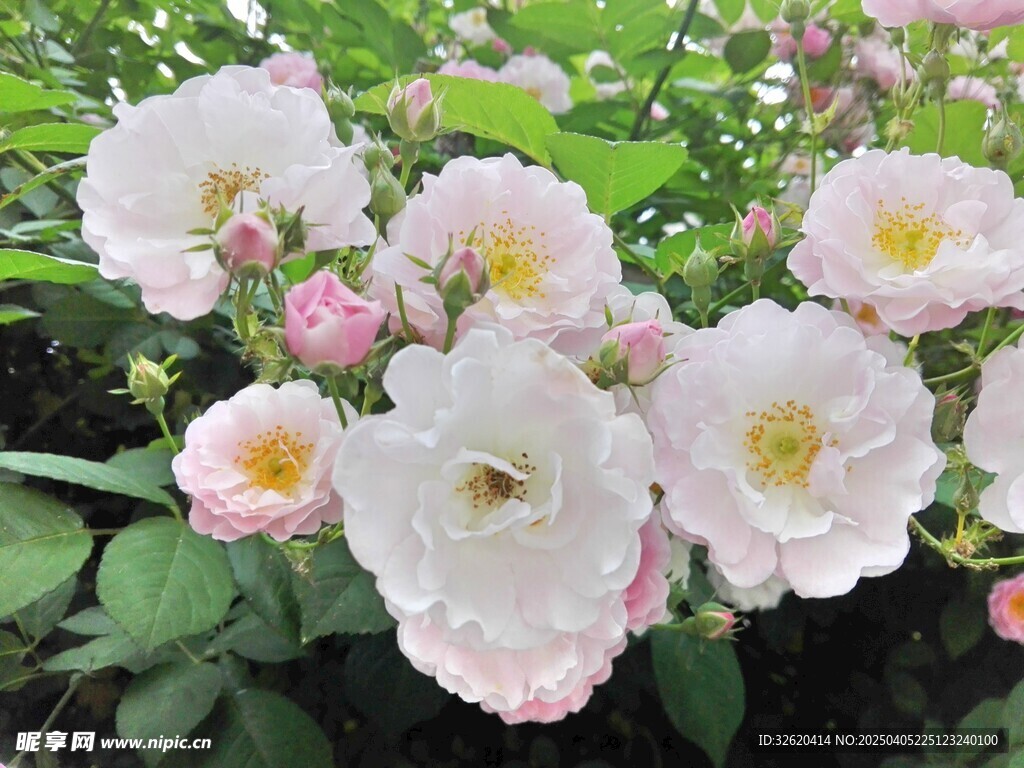 蔷薇花