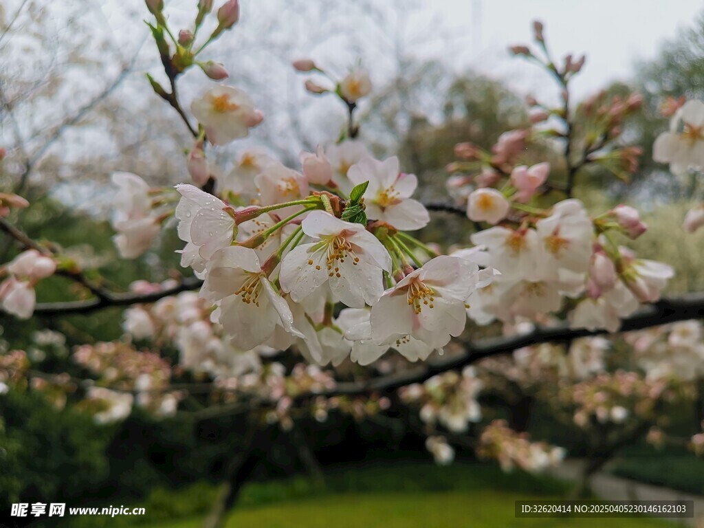 东京樱花
