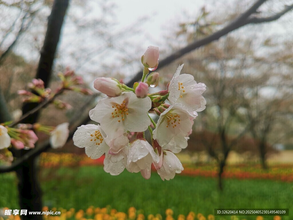 东京樱花