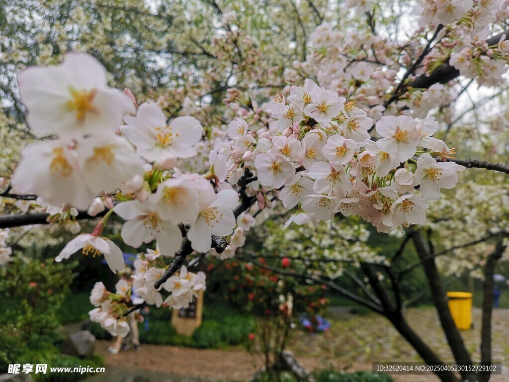 东京樱花