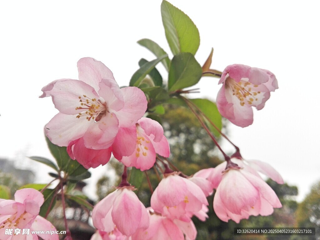 海棠花