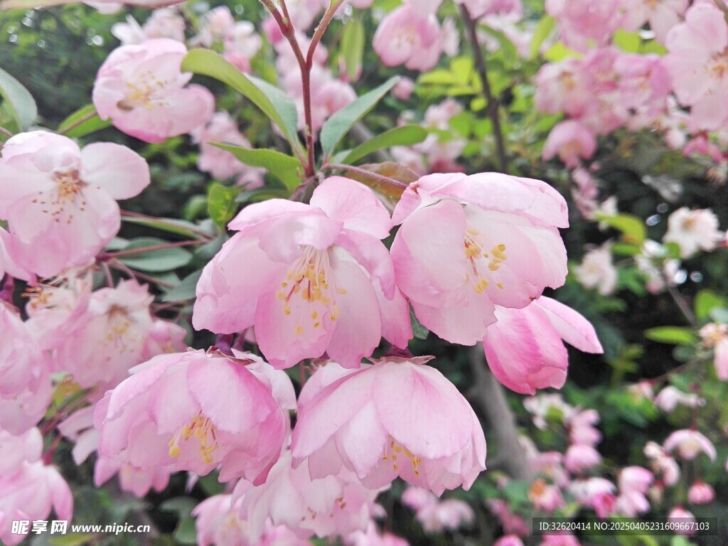 海棠花