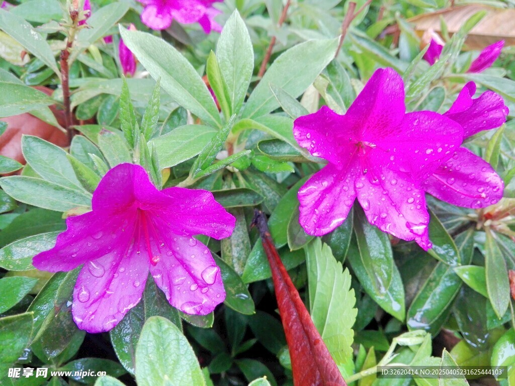杜鹃花 