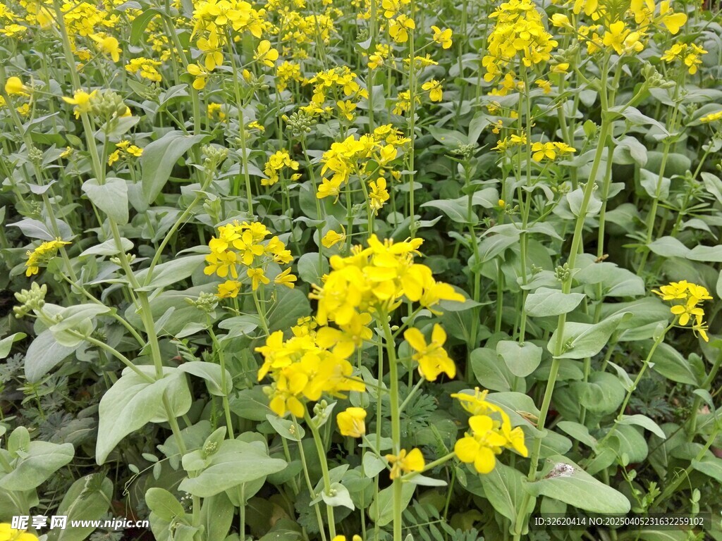 油菜花