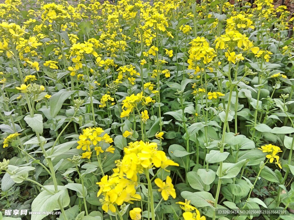 油菜花