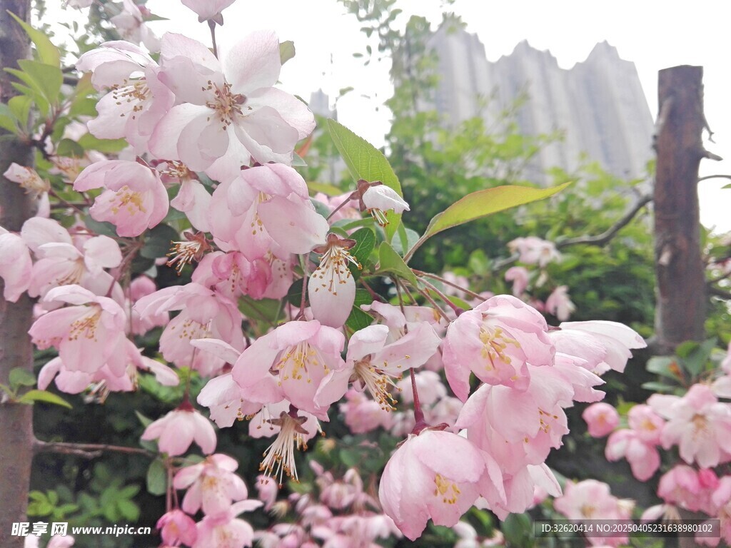海棠花