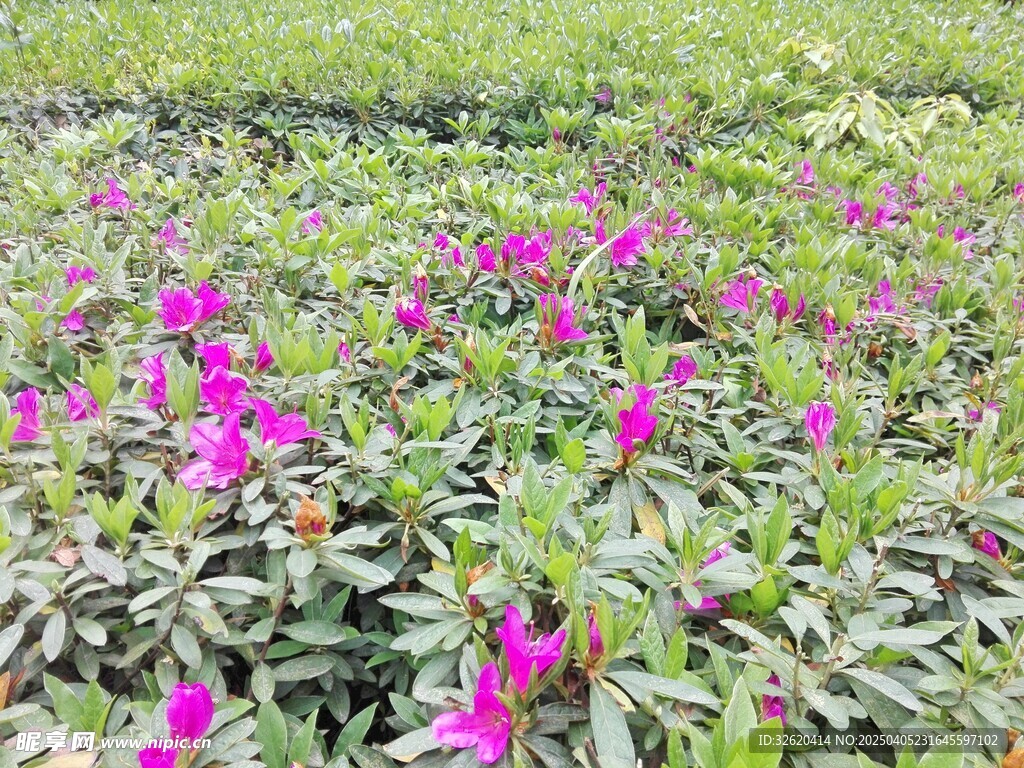 杜鹃花 