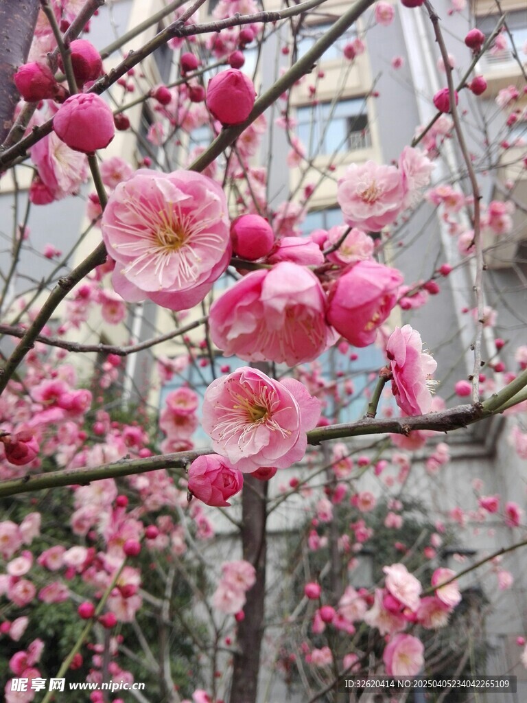 腊梅花