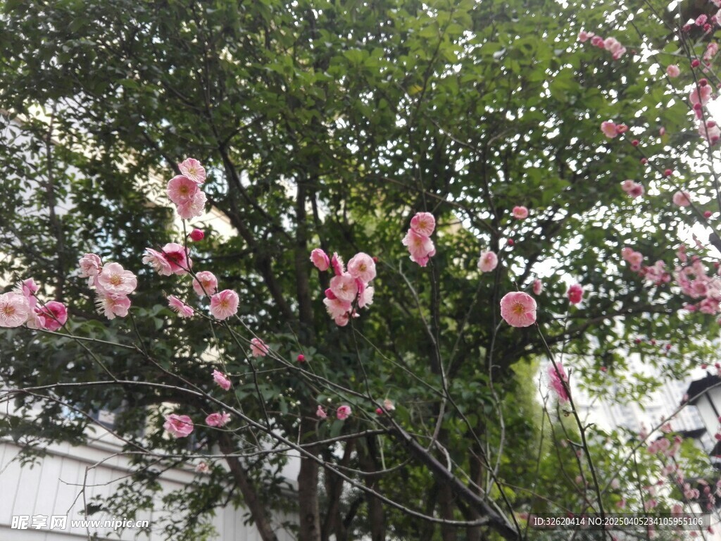 腊梅花