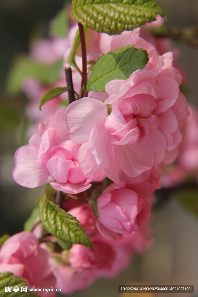 海棠花
