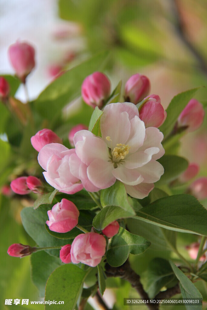 海棠花
