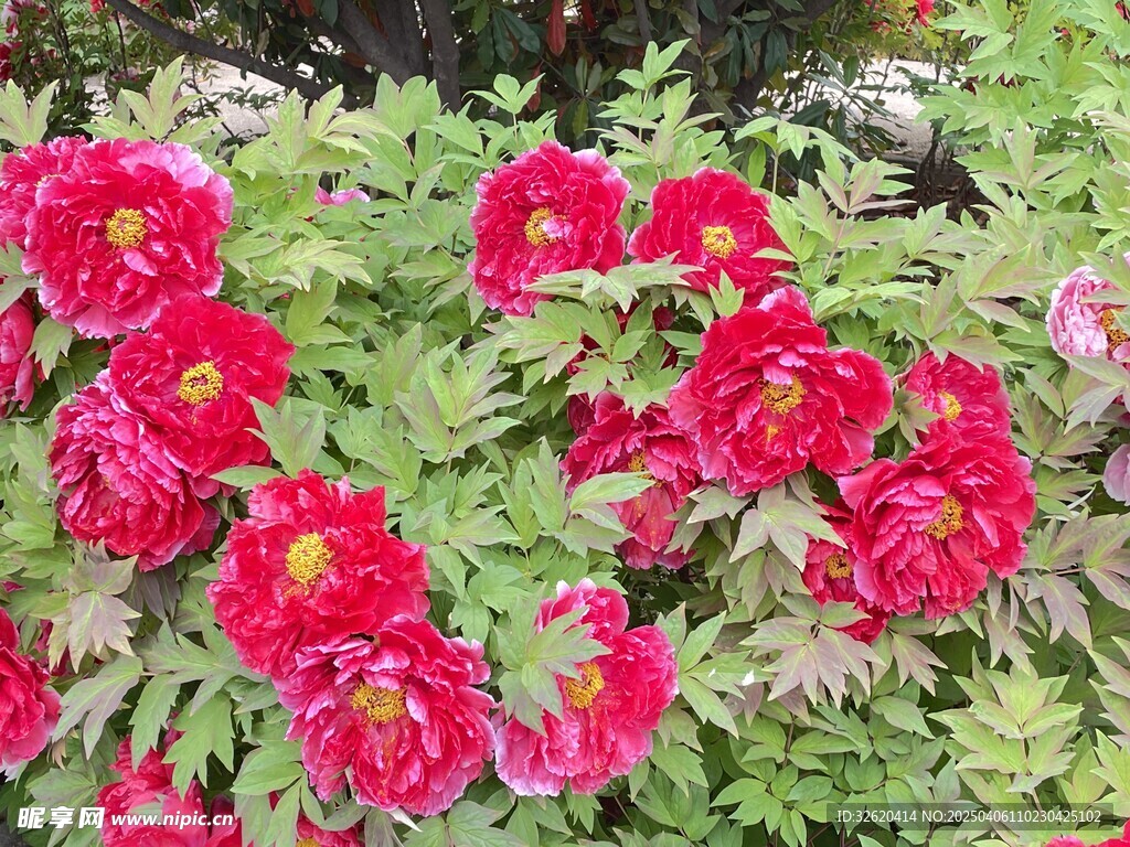 牡丹花