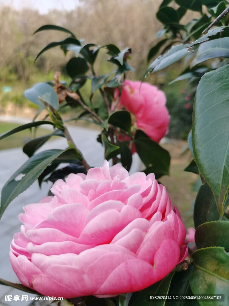 山茶花