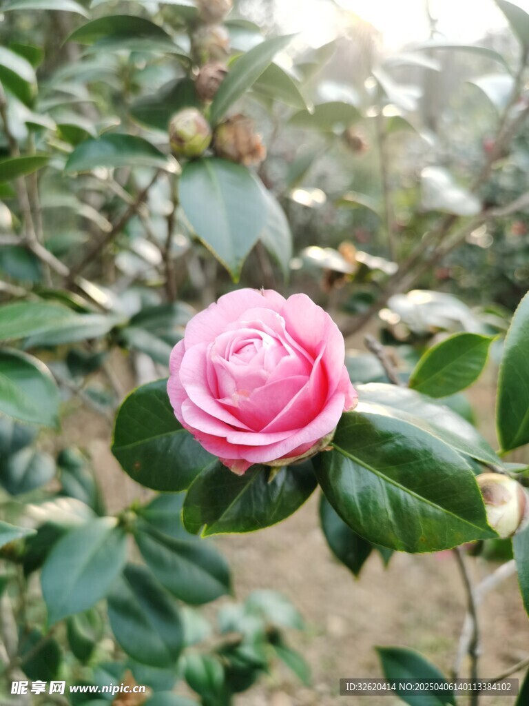 山茶花