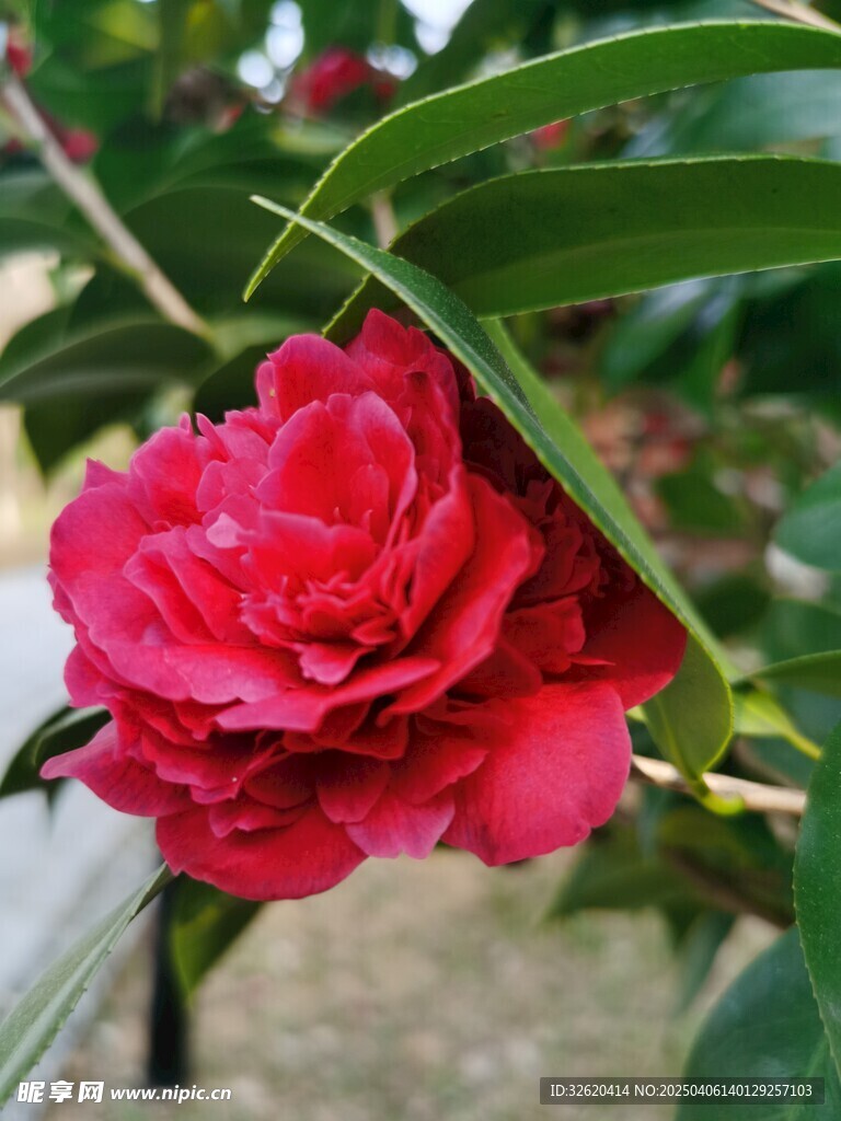 山茶花
