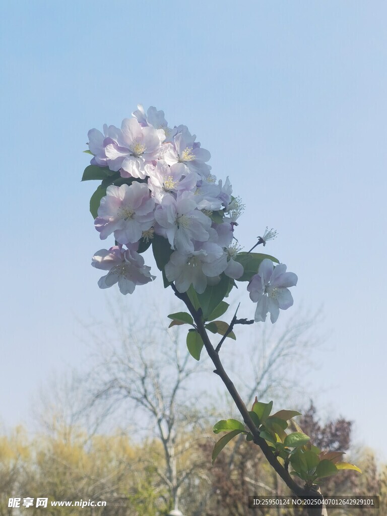 海棠花 
