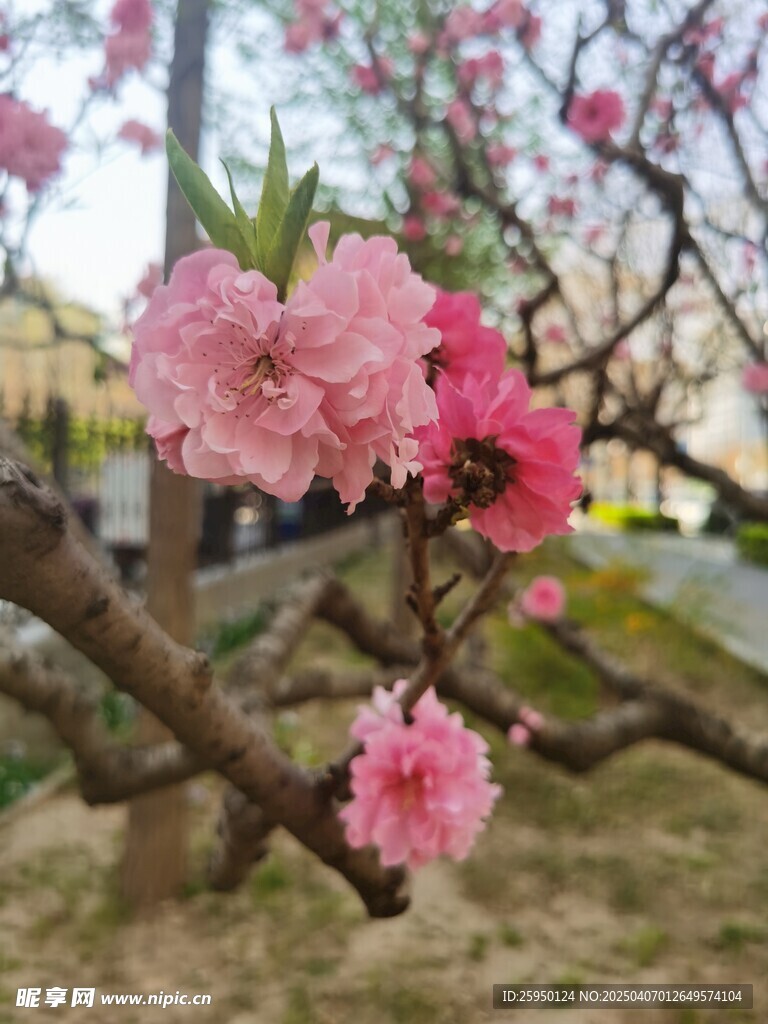 樱花