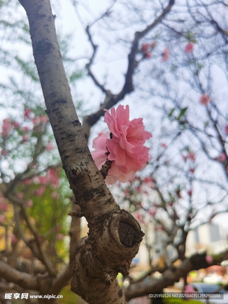 樱花