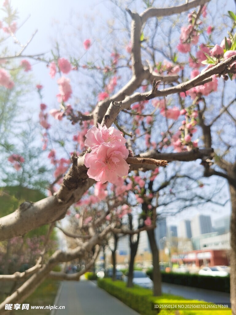 樱花