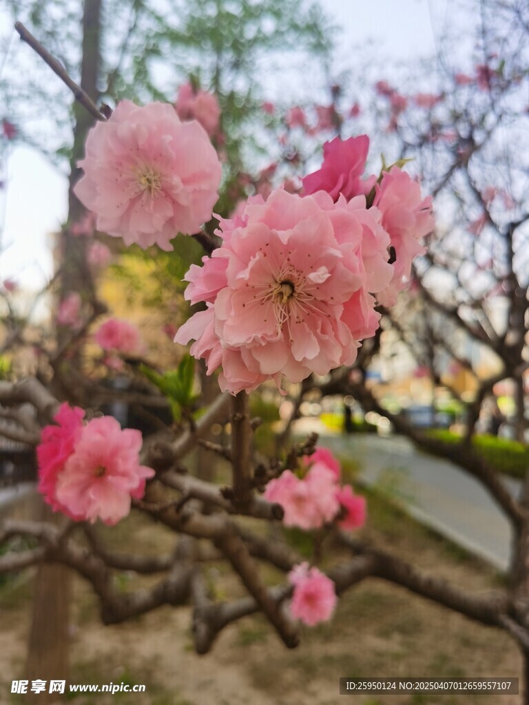 樱花