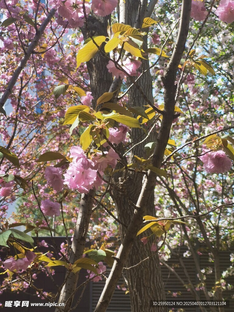 樱花