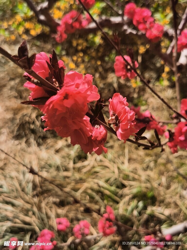 樱花