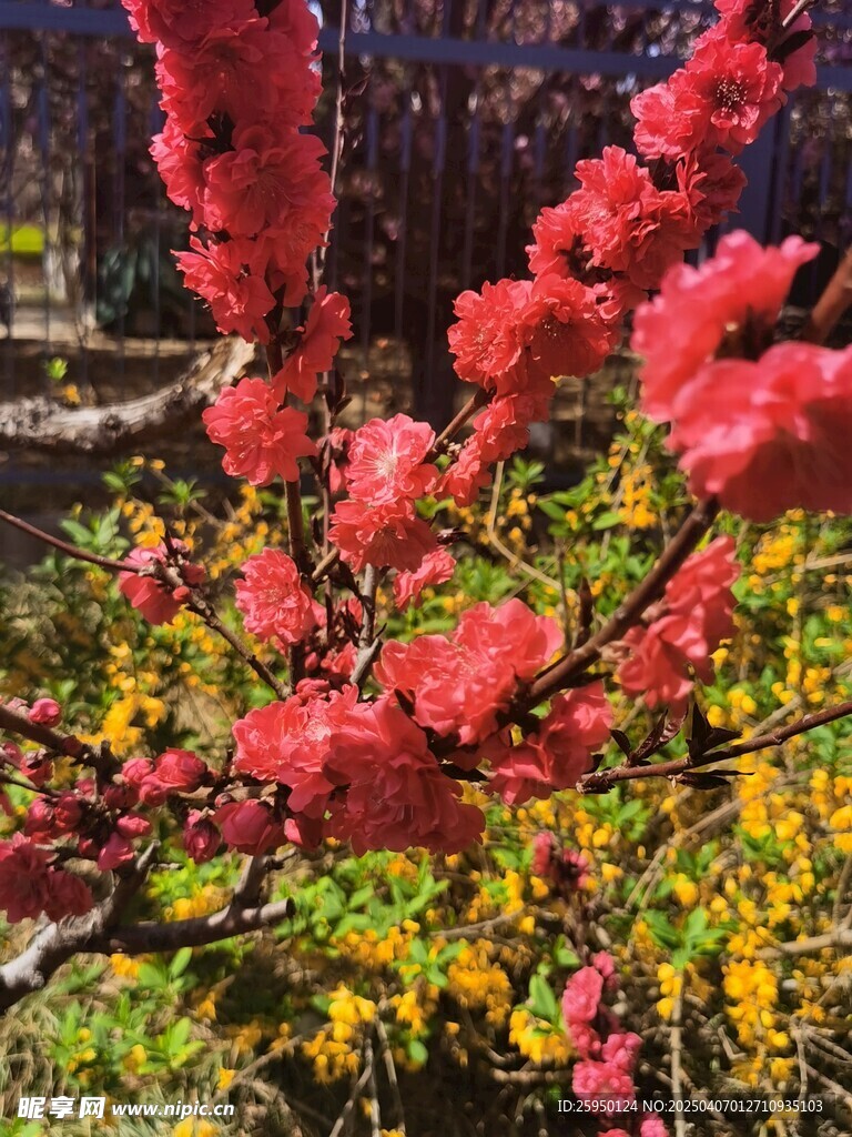 樱花