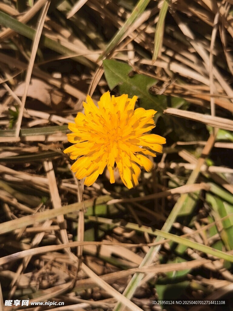 蒲公英 