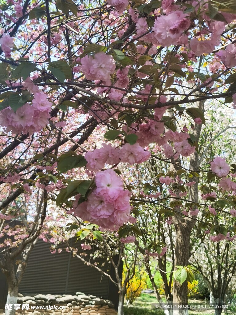 樱花 