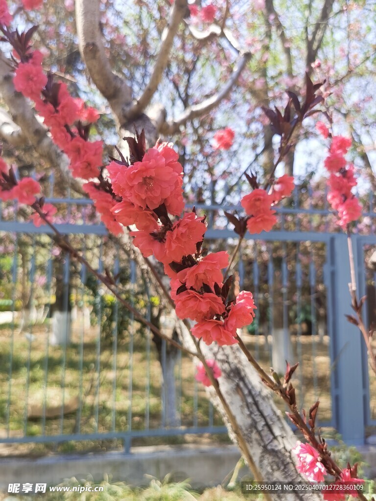 桃花 