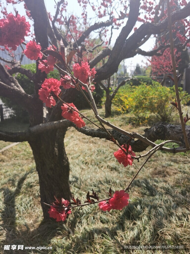 桃花 