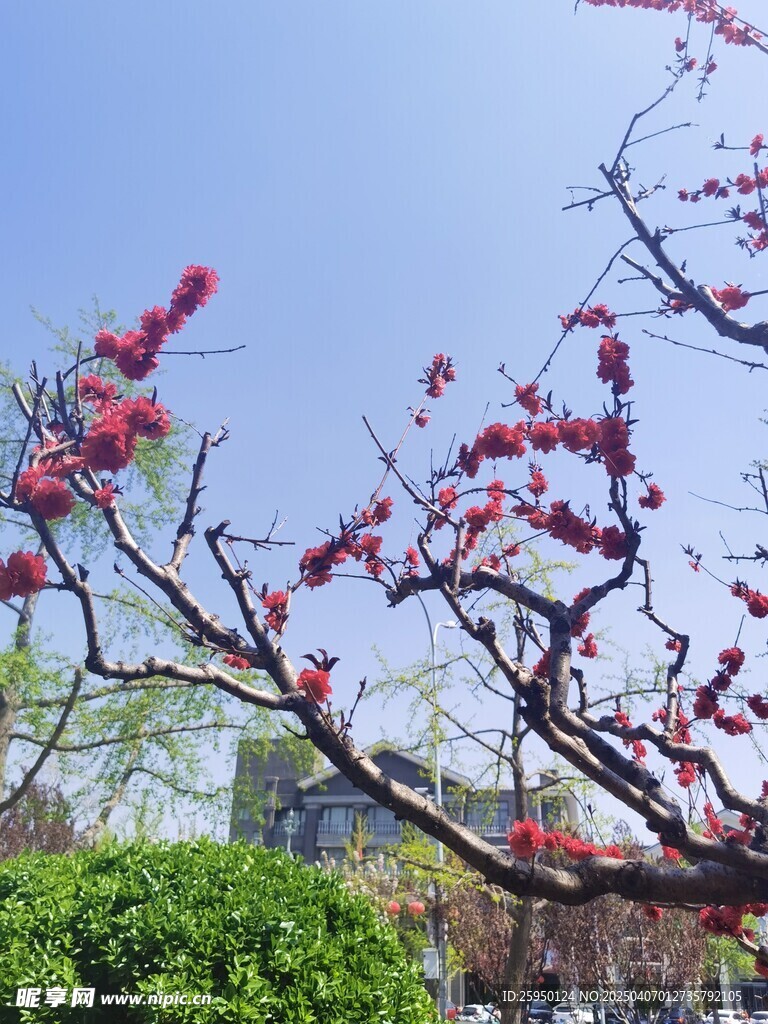 桃花